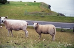 Nordfriesland: Schafe am Deich